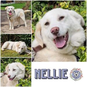 NELLIE (♀) in 34474 Diemelstadt