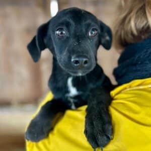 CORMAC (♂)