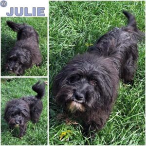 JULIE (♀) in 55595 Gebroth