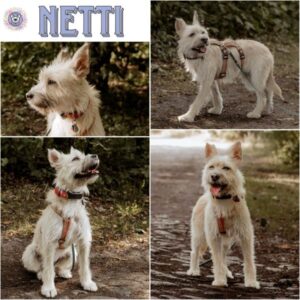 NETTI (♀) in 15306 Seelow