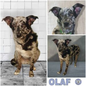 OLAF (♂) in 49828 Georgsdorf