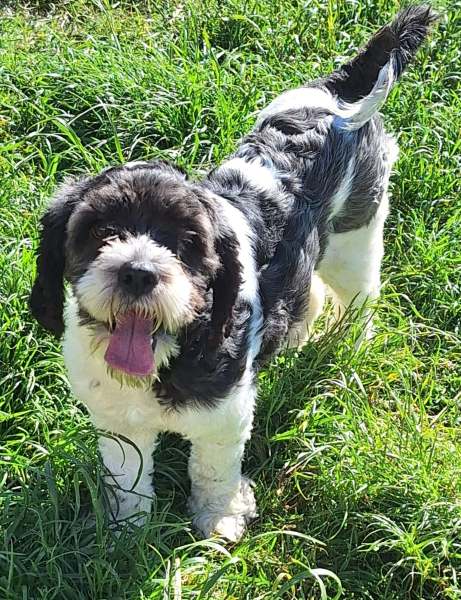 LEONI (♀) in 55595 Gebroth – Bild 3