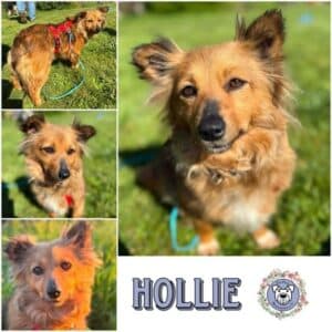 HOLLIE (♀) in 57627 Marzhausen
