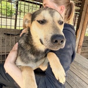 BENTO (♂) - auf PS im PLZ Bereich 34 (MH) - vermittelt