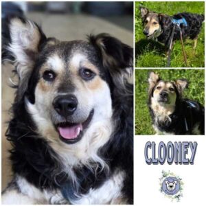 CLOONEY (♂) in 42555 Velbert-Langenberg