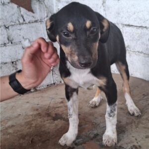 BRIDA (♀) - reserviert Tierhilfe Lebenswert DR 24.05.26