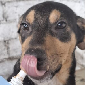 EDY (♂) - reserviert Tierhilfe Lebenswert DR 12.06.25