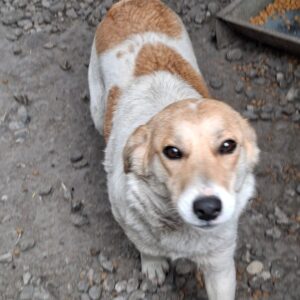 LEYLA (♀) - reserviert Tierhilfe Lebenswert DR 08.06.2026