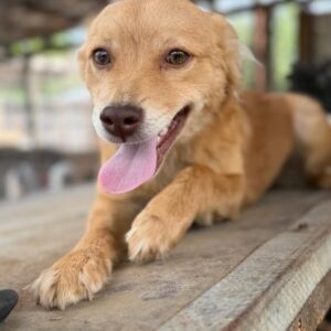 SIGNY (♀) - reserviert Step by Paw (AL 02.06.)