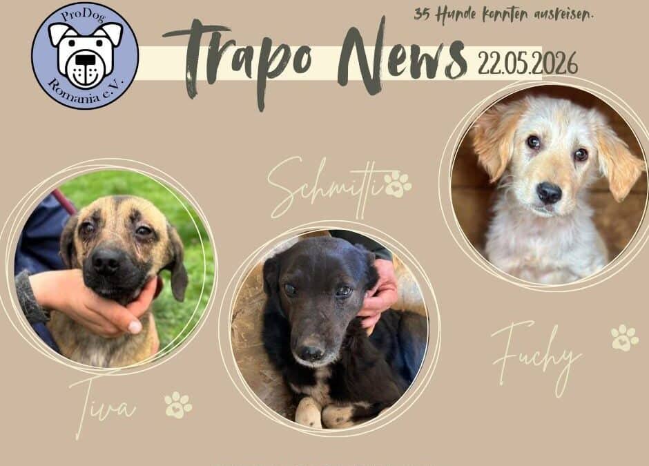 Transport am 22.05. – 35 Hunde durften ausreisen 🚐🐾