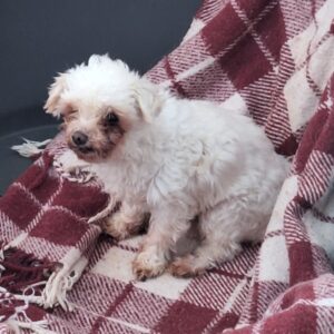 IDEFIX (♂) - reserviert Tierhilfe Lebenswert DR 29.05.