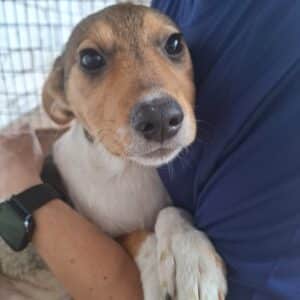 MICK (♂) - reserviert Tierhilfe Lebenswert DR 04.06.25