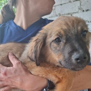 RAJA (♀) - reserviert Tierhilfe Lebenswert DR 12.06.25