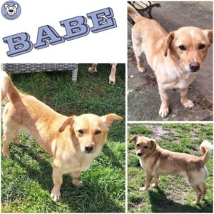 BABE (♀) in 55595 Gebroth
