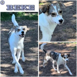 BEKE (♂) in 92637 Weiden