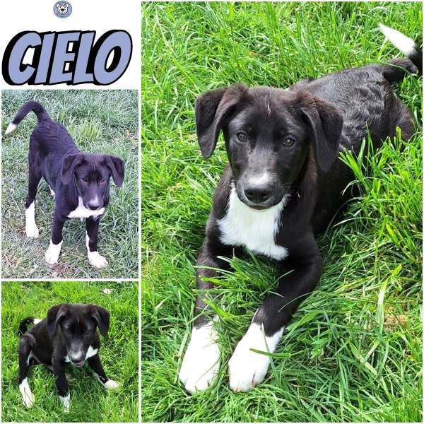 CIELO (♂) in 55595 Gebroth