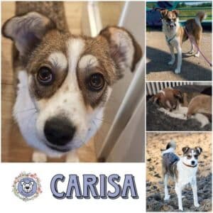 CARISA (♀) in 32351 Stemwede