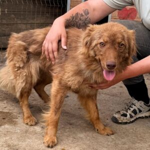 BRUNJA (♀) - reserviert TST (SAS 21.06.)