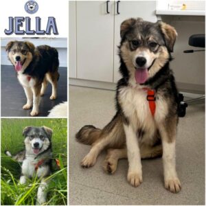 JELLA (♀) in 71297 Mönsheim