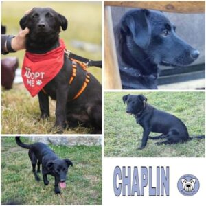 CHAPLIN (♂) in 74214 Schöntal - reserviert