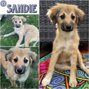 SANDIE (♀) in 92637 Weiden