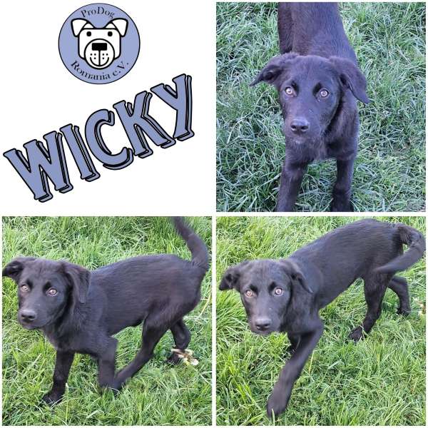 WICKY (♀) in 55595 Gebroth