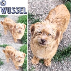 WUSSEL (♂) in 55595 Gebroth