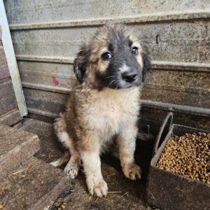 TANEA (♀) Interessenten vorhanden - MD - 18.7.26