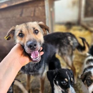 LAIKA (♀)