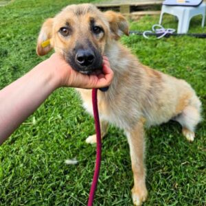 BAZI (♂) hat Interessenten (Betty 05.07.)