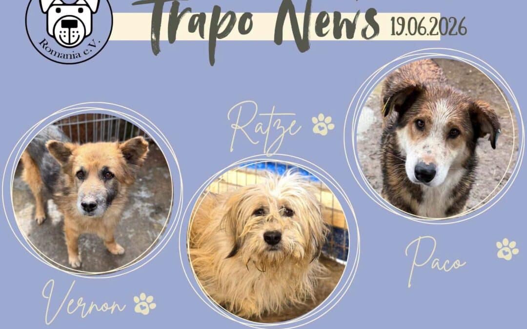 🚐🐾 Transport am 19.06. – 37 Hunde durften ausreisen 🐾🚐
