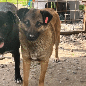 RANYA (♀) - reserviert Tierhilfe Lebenswert DR 14.06.26