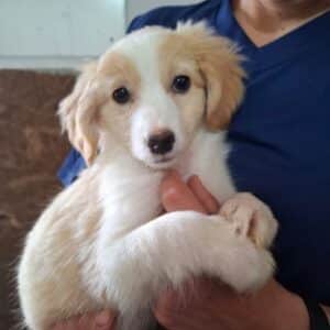 MIRABELLE (♀) - reserviert Tierhilfe Lebenswert DR 11.06.26