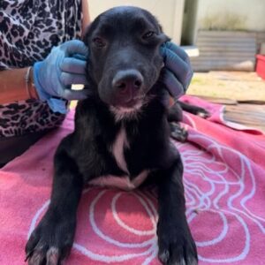 BLACKBERRY (♂) - reserviert Tierhilfe Lebenswert (20.08. AM)