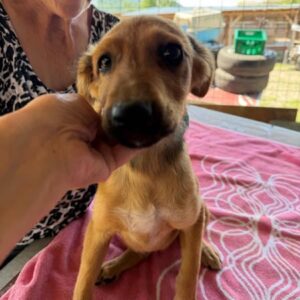 CHILI (♂) - reserviert Tierhilfe Lebenswert DR 20.08.26