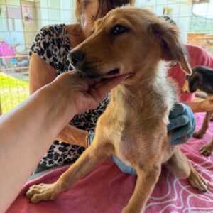 SALLIE (♀) - reserviert Tierhilfe Lebenswert (20.08. AM)