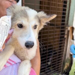 LINAH (♀) - wird schüchtern, sollte dringend reisen (06/26) - reserviert Hundefreunde Europa (6.7. LS)