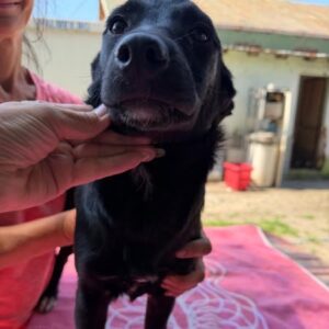LIA (♀) - reserviert Tierhilfe Lebenswert DR 19.08.26