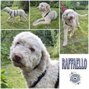 RAFFAELLO (♂) in 12101 Berlin