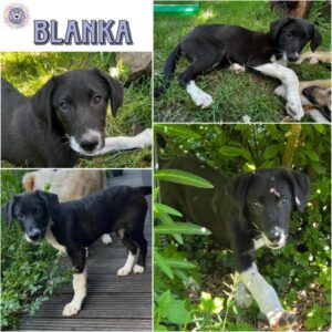 BLANKA (♀) in 92637 Weiden