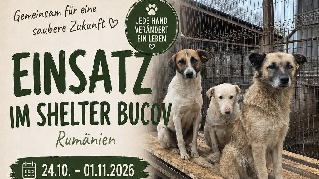 Helfer gesucht: Einsatz im Shelter Bucov (Rumänien) vom 24.10. – 01.11.2026 💪