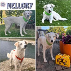 MELLORY (♀) in 39418 Strassfurt