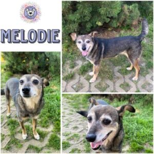 MELODIE (♀) in 95346 Stadtsteinach