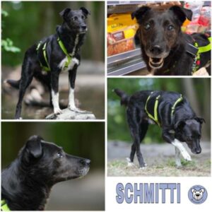 SCHMITTI (♂) 56566 Neuwied