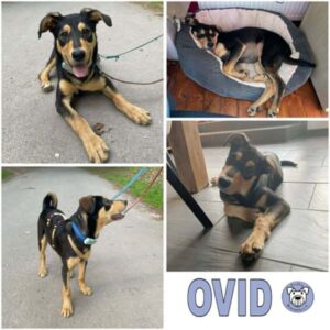 OVID (♂) in 54518 Rivenich