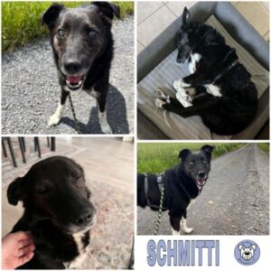 SCHMITTI (♂) 56566 Neuwied