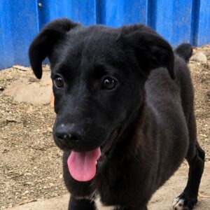 PENNY (♀) - reserviert Tierhilfe Lebenswert (14.08. AM)