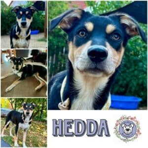 HEDDA (♀) in 97922 Lauda