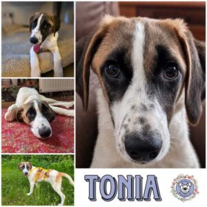 TONIA (♀) in 38640 Goslar