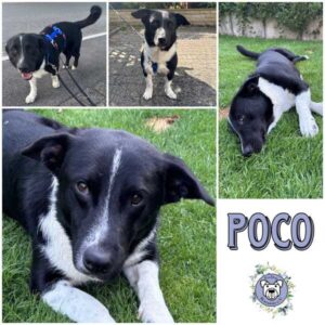 POCO (♂) in 58089 Hagen